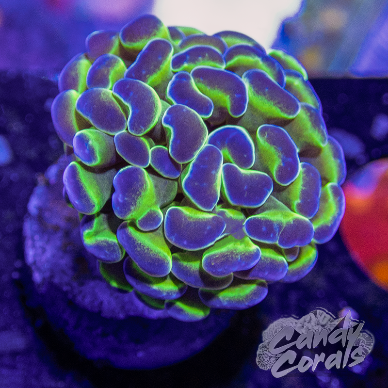 Assorted Hologram Rainbow Branching Hammer H2