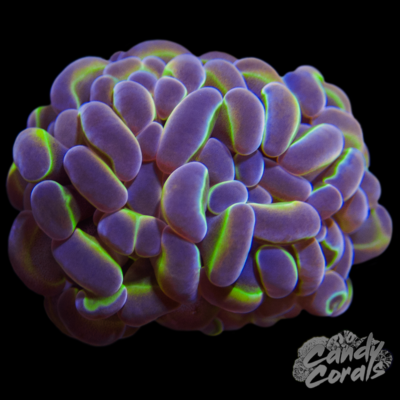 Royal Branching Hammer