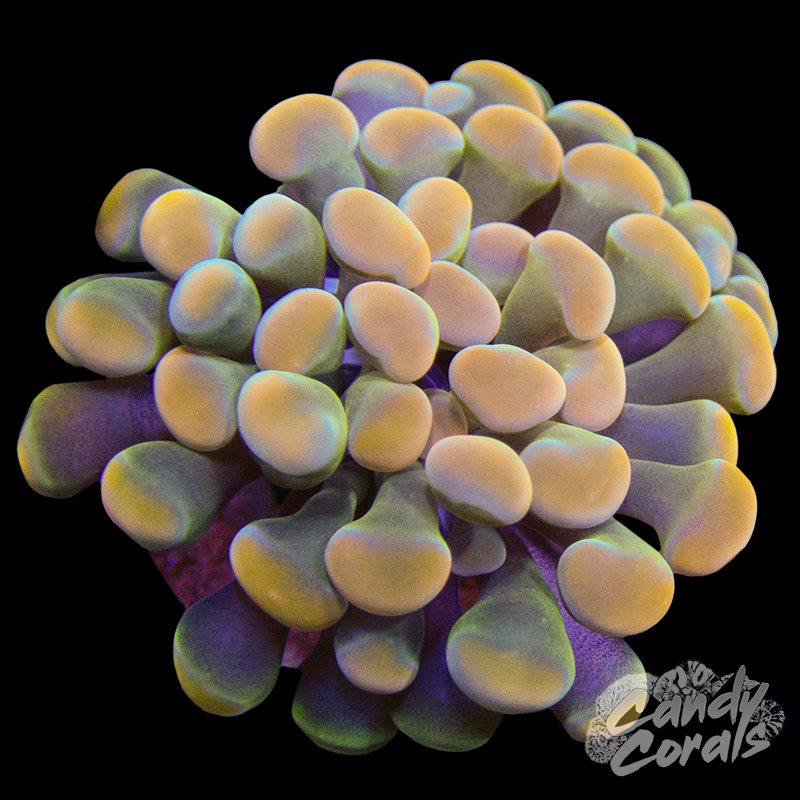 Peach Avalanche Branching Hammer Per Polyp H14