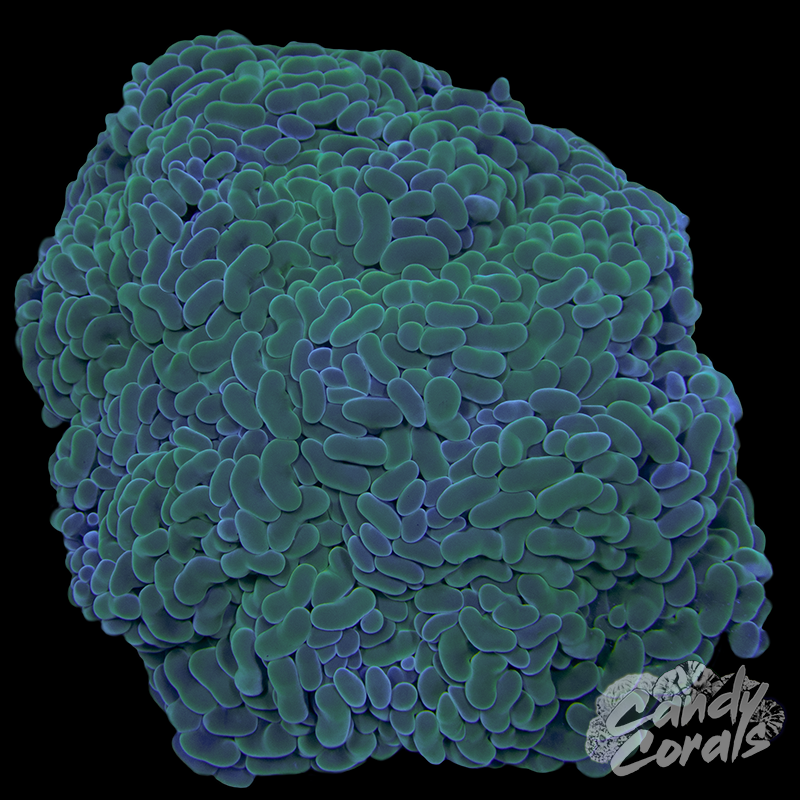 Pastel Green Wall Hammer Colony