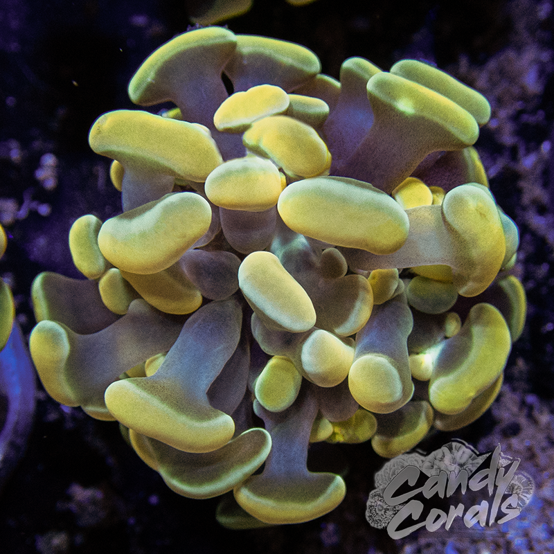 Orange & Teal Branching Hammer Frag