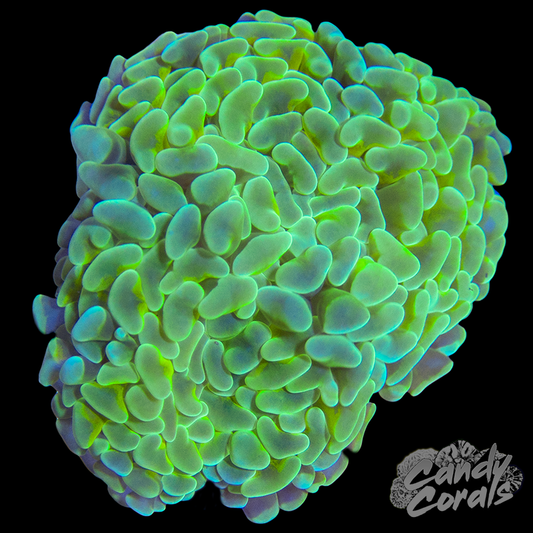 Gold Stem Teal Wall Hammer WYSIWYG 5