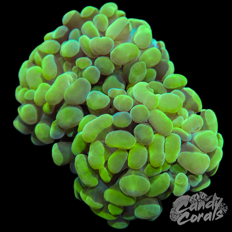 Ultra Branching Hammer WYSIWYG 8