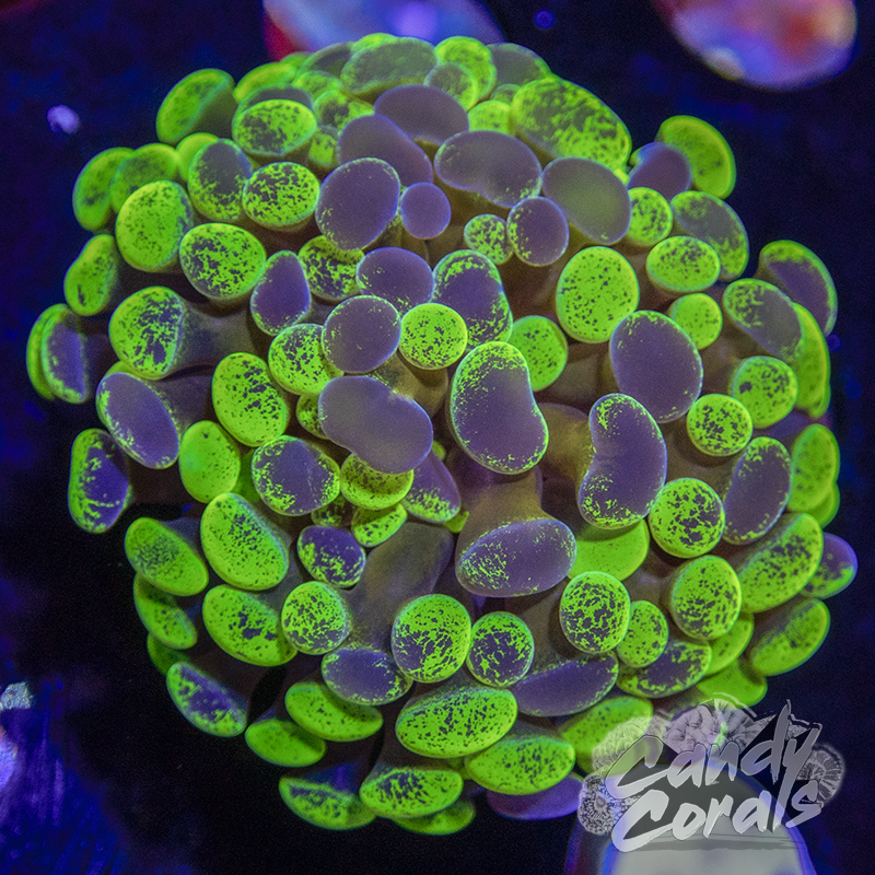 Gold Stem Toxic Blotchy Branching Hammer Frag H13
