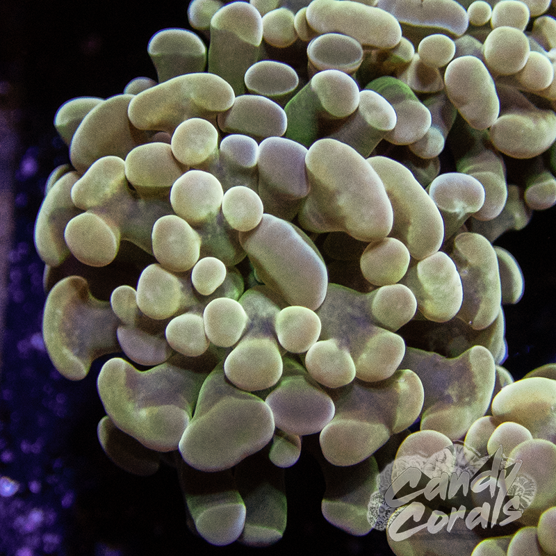Green Stem Branching Hammer Frag H18