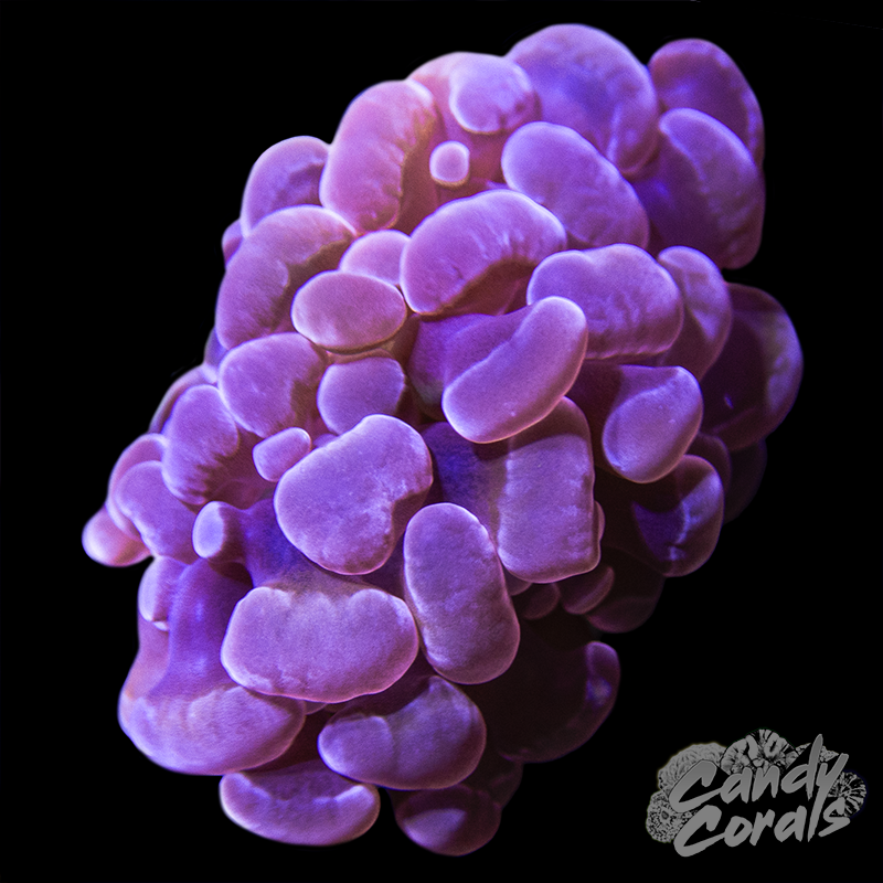 Semi Gold and Pink Branching Hammer Frag H20