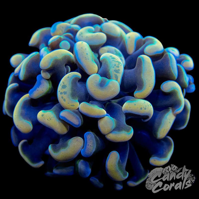 Branching Cotton Candy Hammer WYSIWYG 1