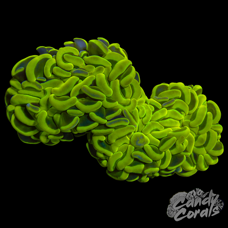 Yellow Rainbow Wall Hammer Colony