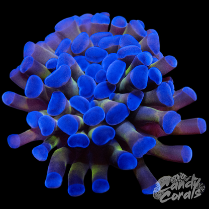 Assorted Hologram Rainbow Branching Hammer H2