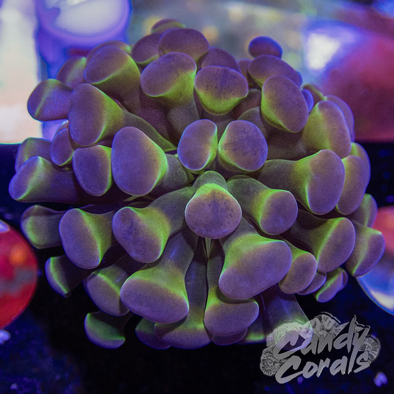 Assorted Hologram Rainbow Branching Hammer H2