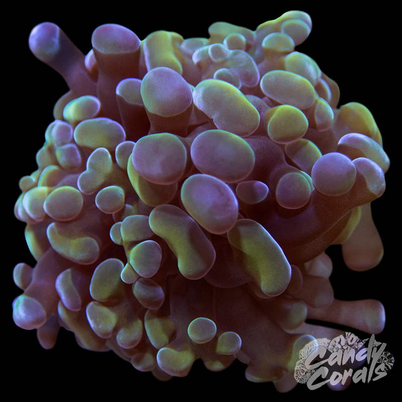 Pina Colada Branching Hammer H41