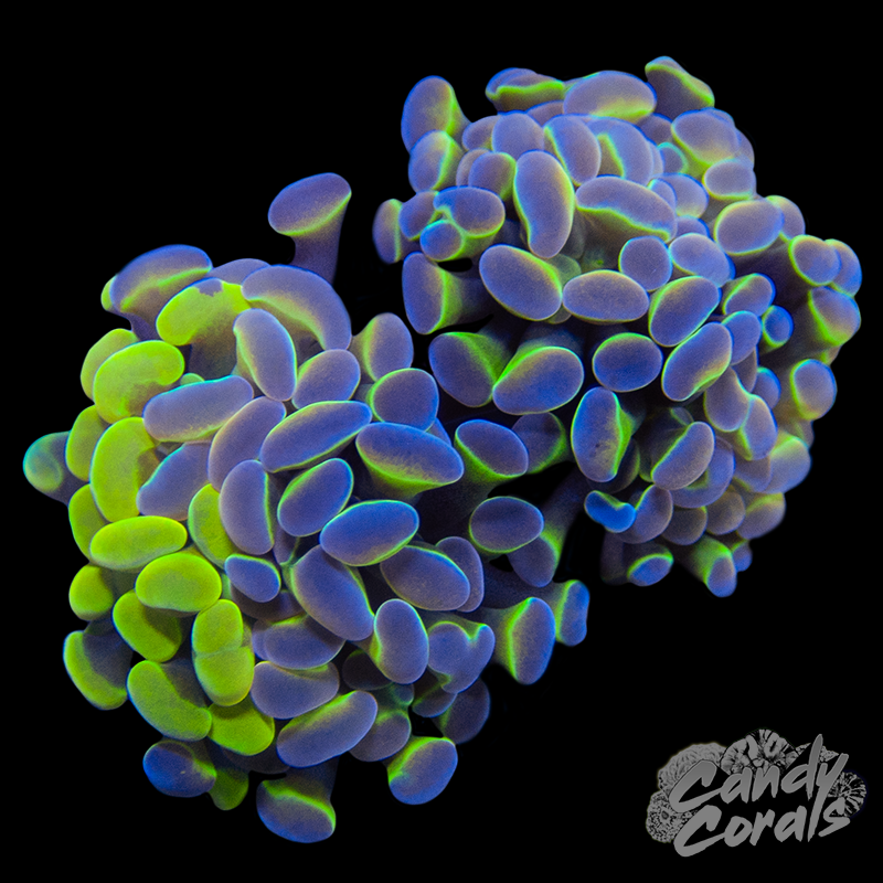 Grafted Orange/Hologram Branching Hammer WYSIWYG 10