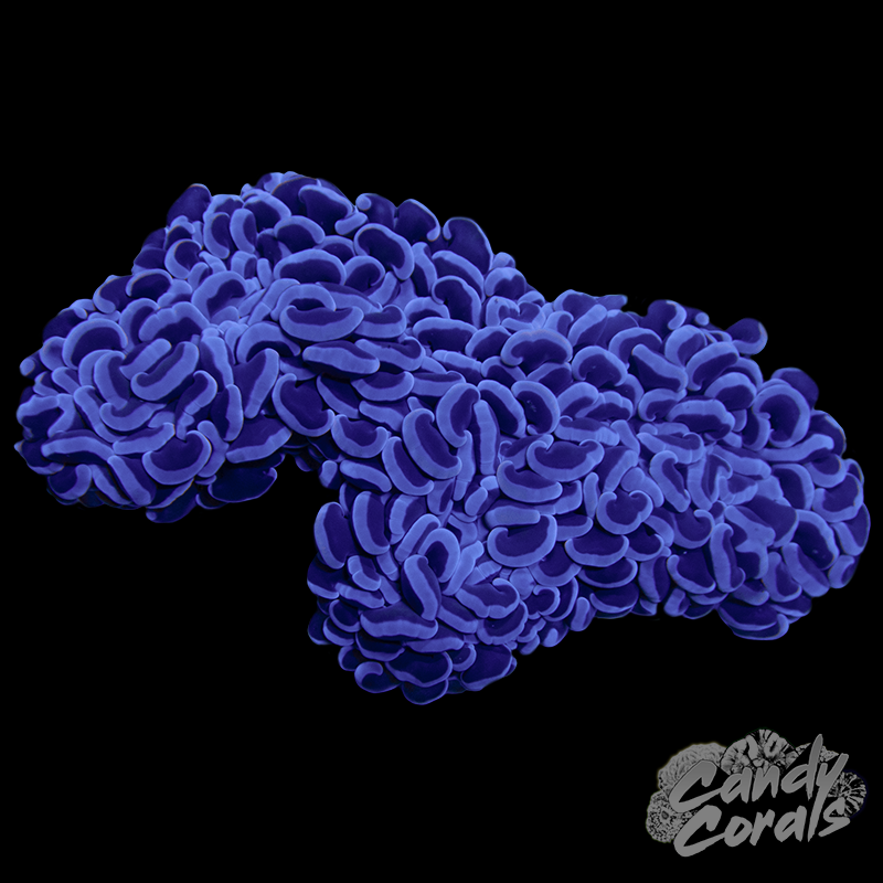 Mauve Wall Hammer Colony