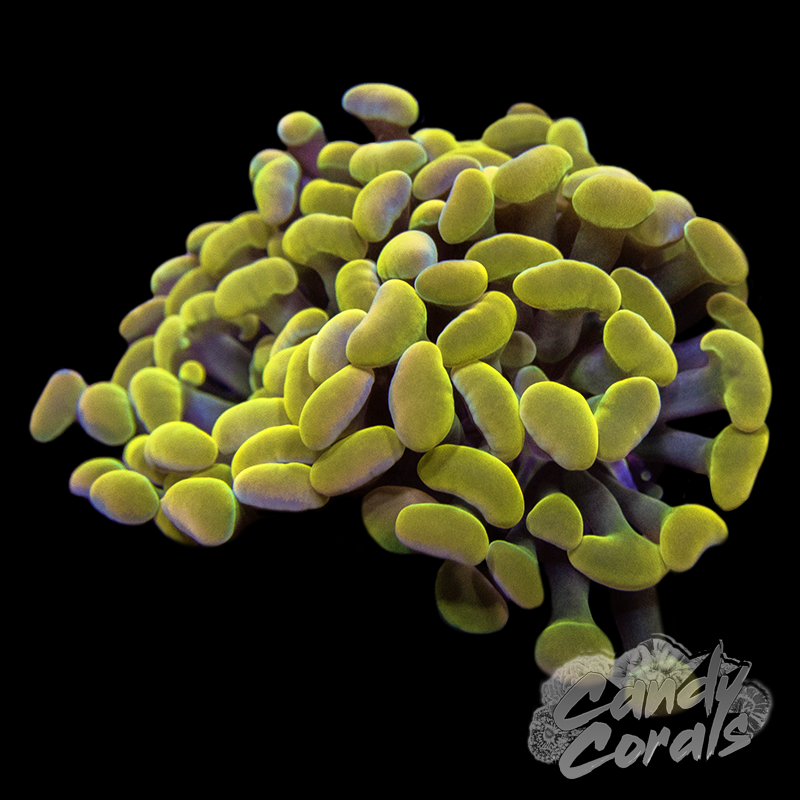 Rainbow Branching Hammer H17