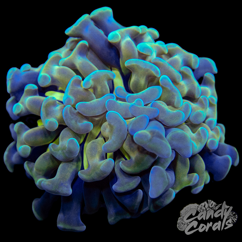 Gold Stem Teal Branching Hammer