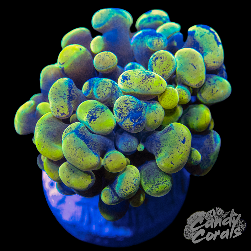 Rainbow Gold Stem Toxic Blotchy Branching Hammer H10