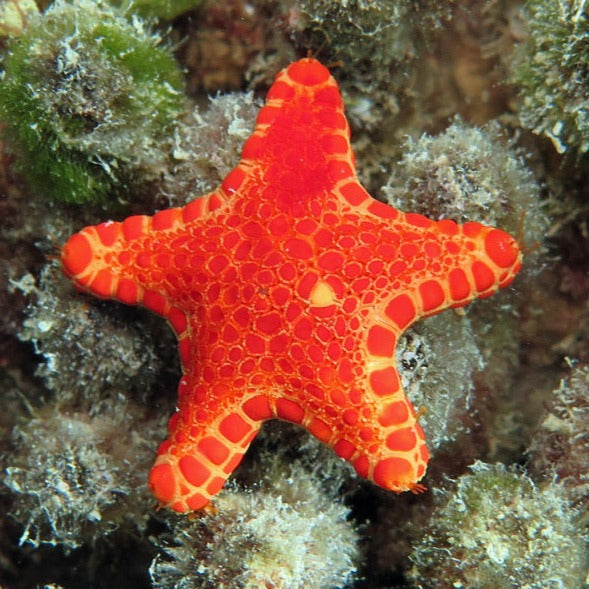 Red Australian Biscuit Starfish