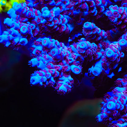 TSA Heisenberg Acropora Sp. Frag