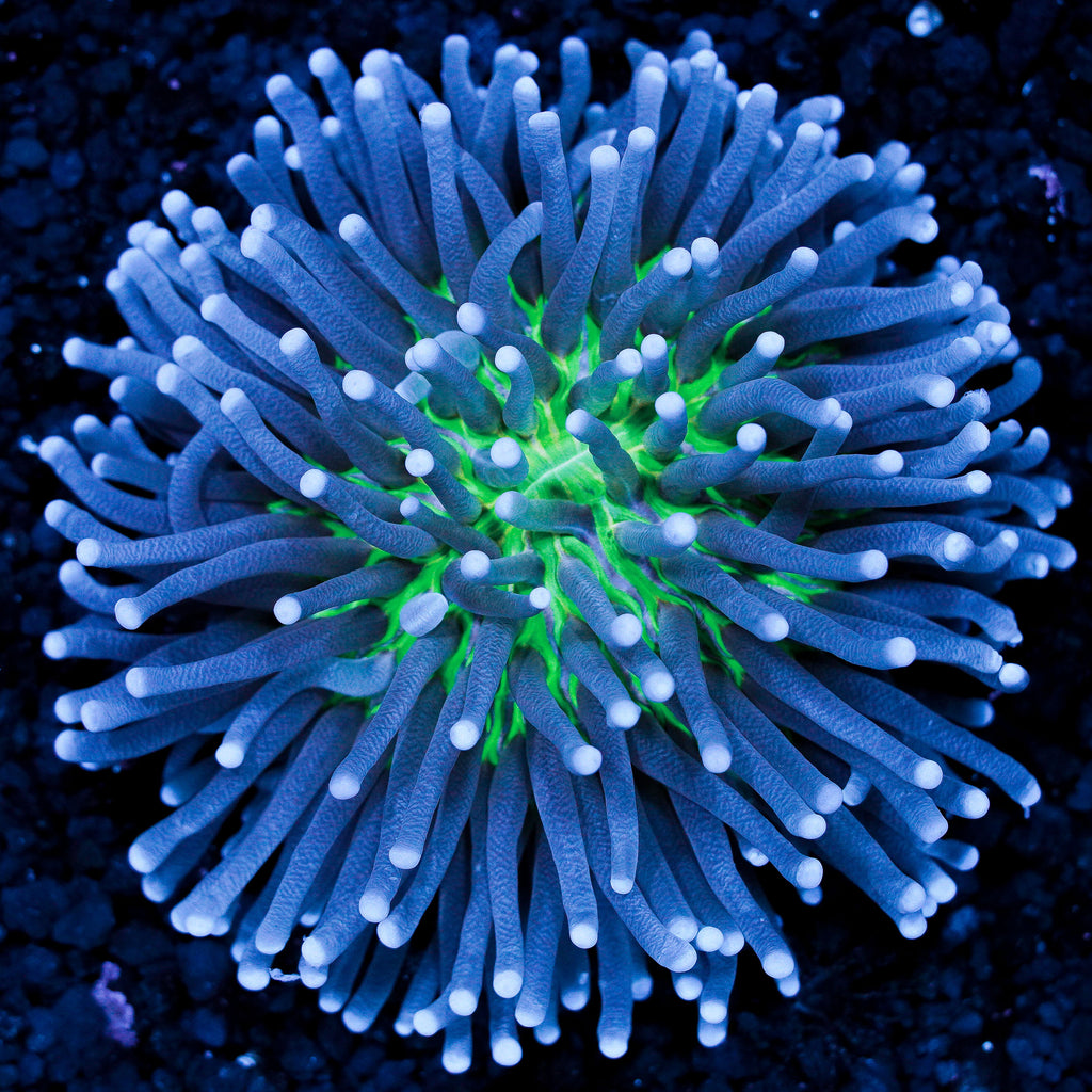 Purple Tentacle Yellow Base Heliofungia