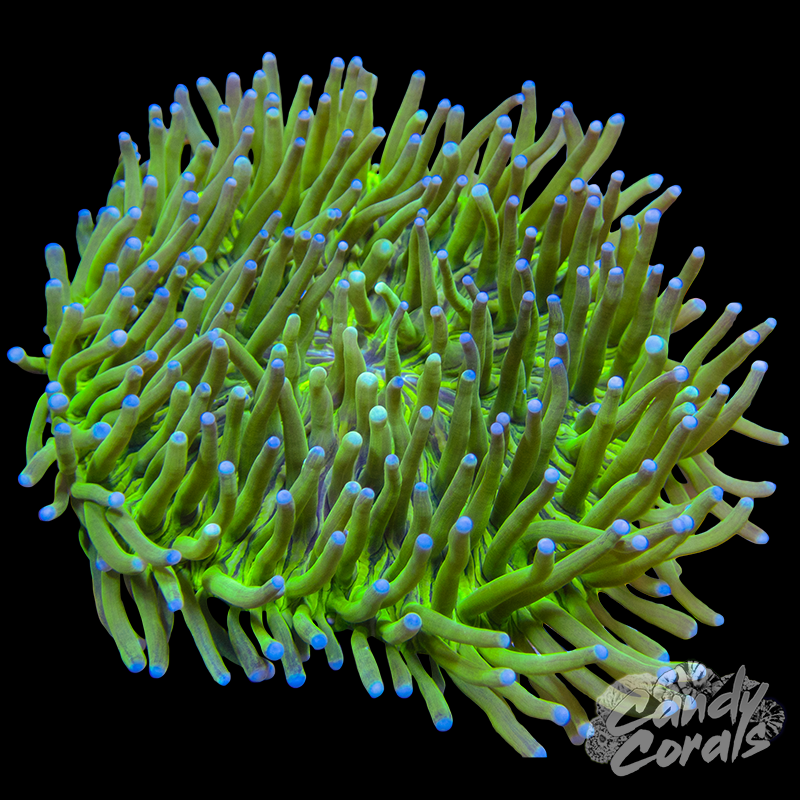 Bright Green Heliofungia