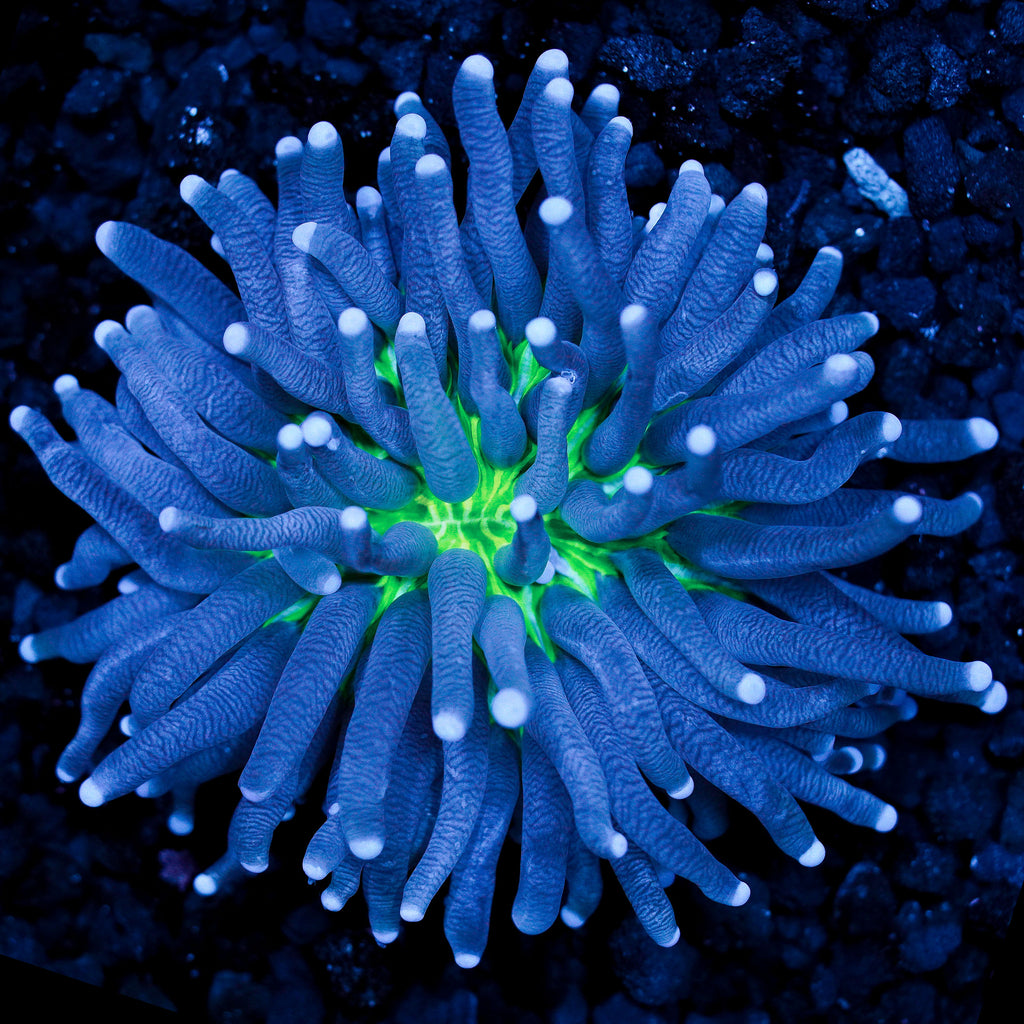 Purple Tentacle Yellow Base Heliofungia