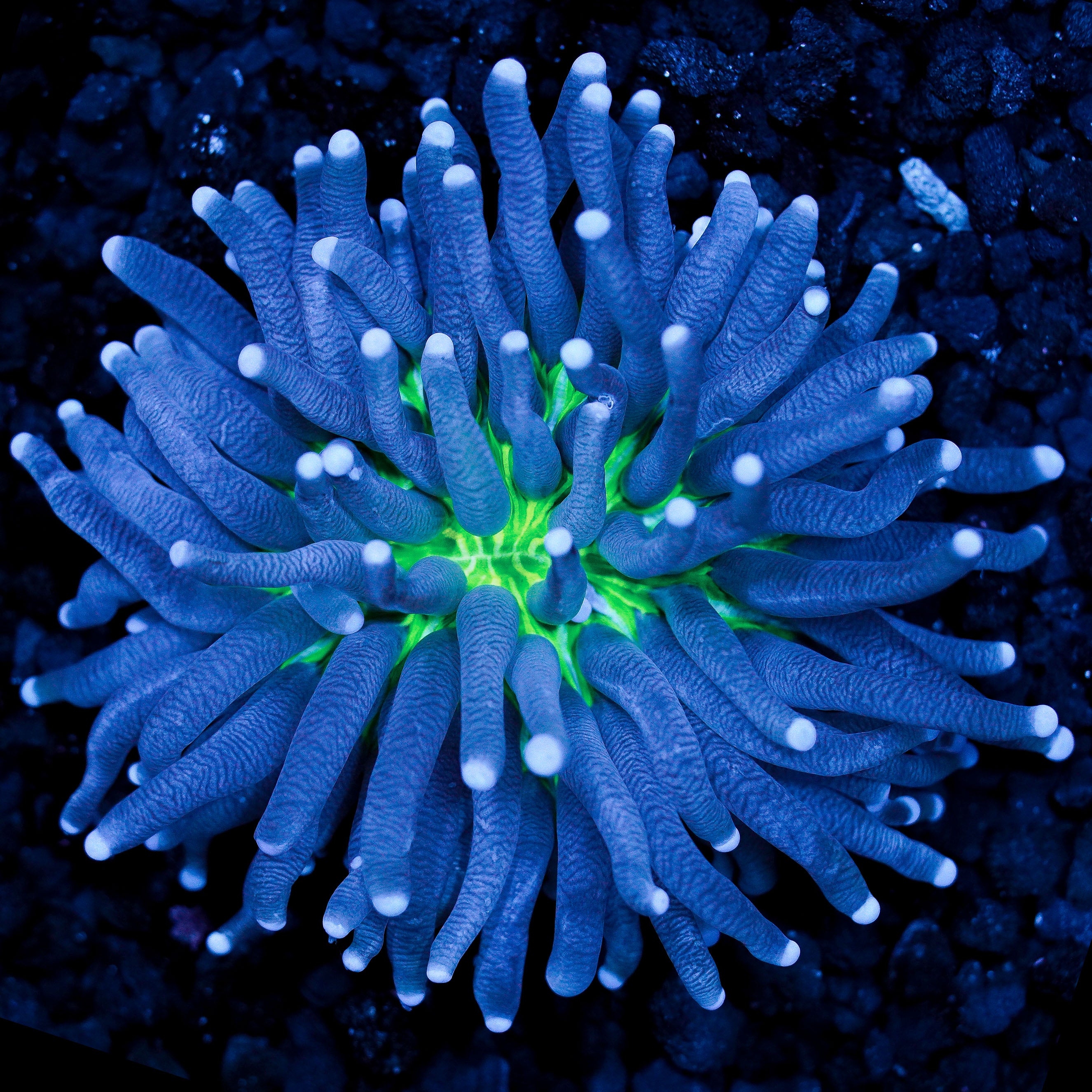 Purple Tentacle Yellow Base Heliofungia