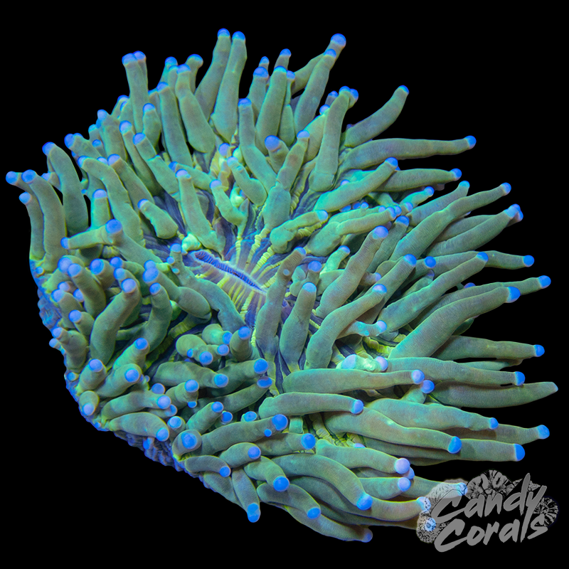 Green Heliofungia