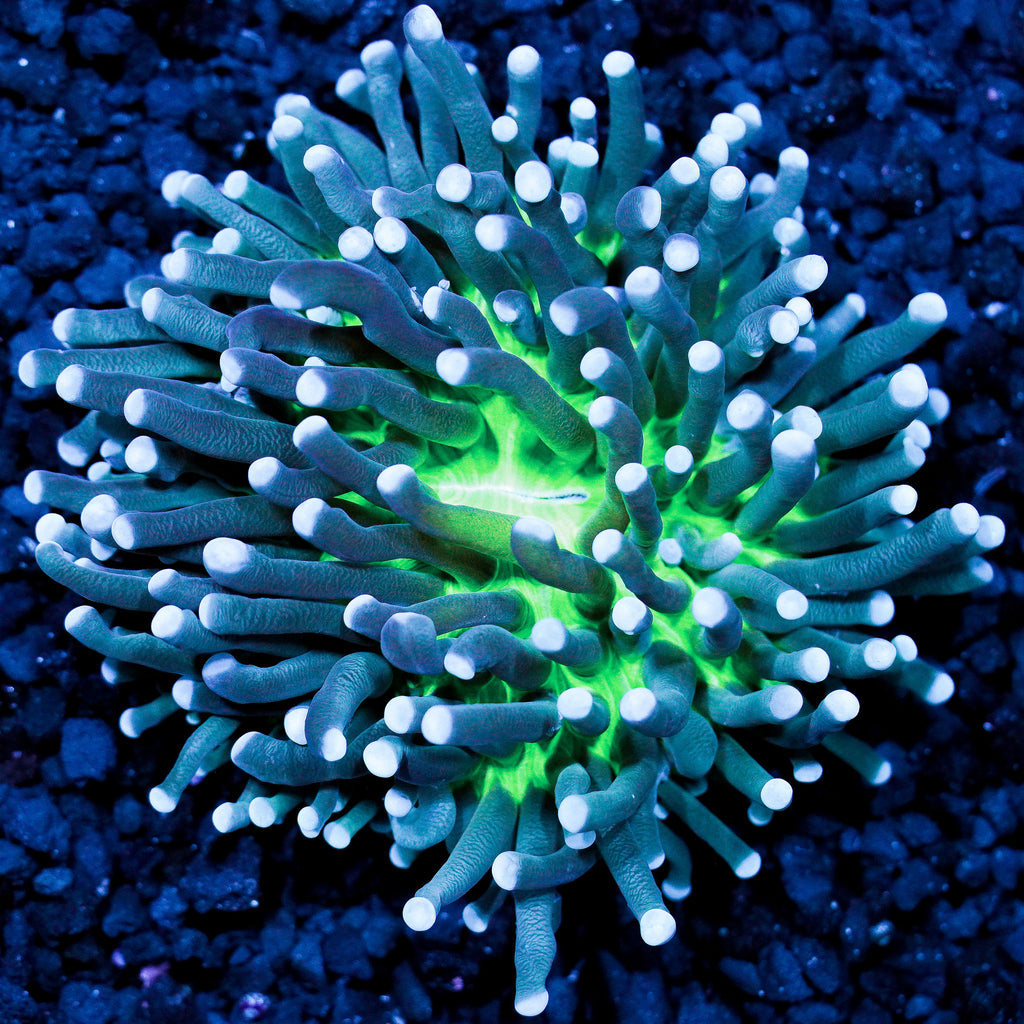 Purple Tentacle Yellow Base Heliofungia
