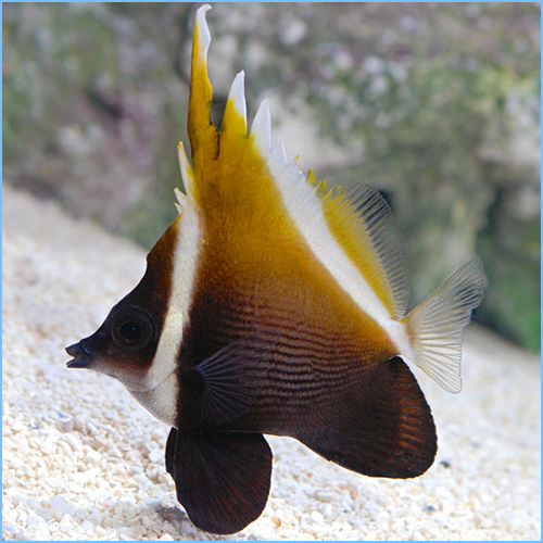 Humphead Bannerfish