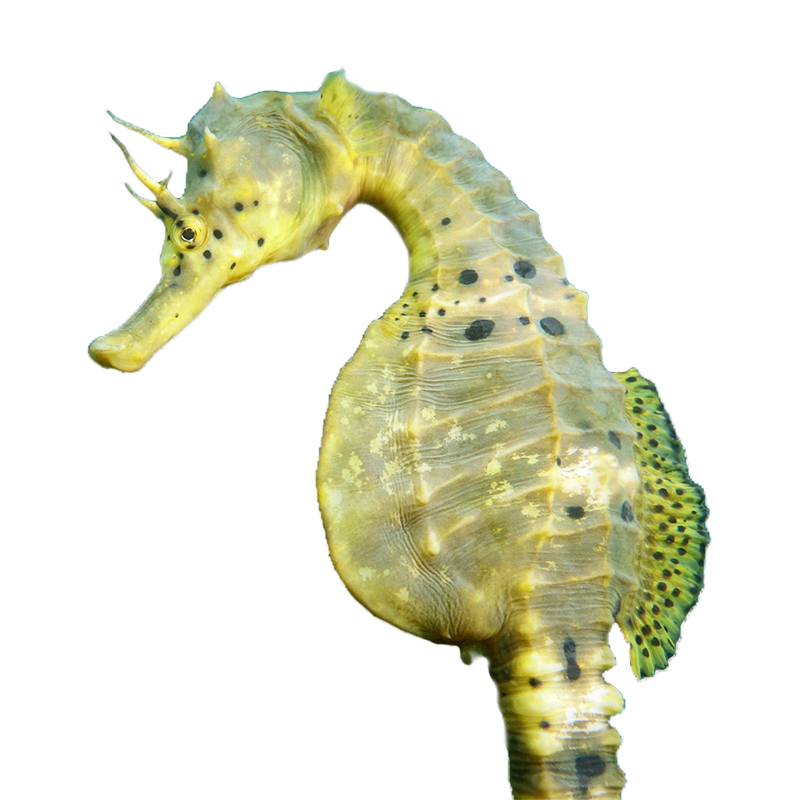 Captive Bred Pot-Belly SeaHorse
