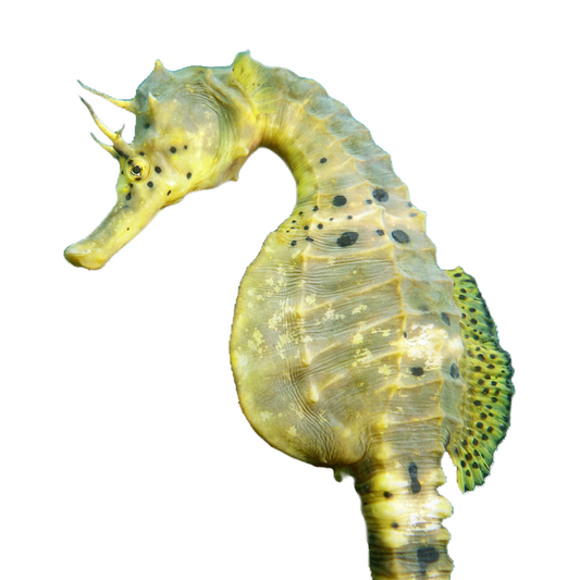 Captive Bred Pot-Belly SeaHorse