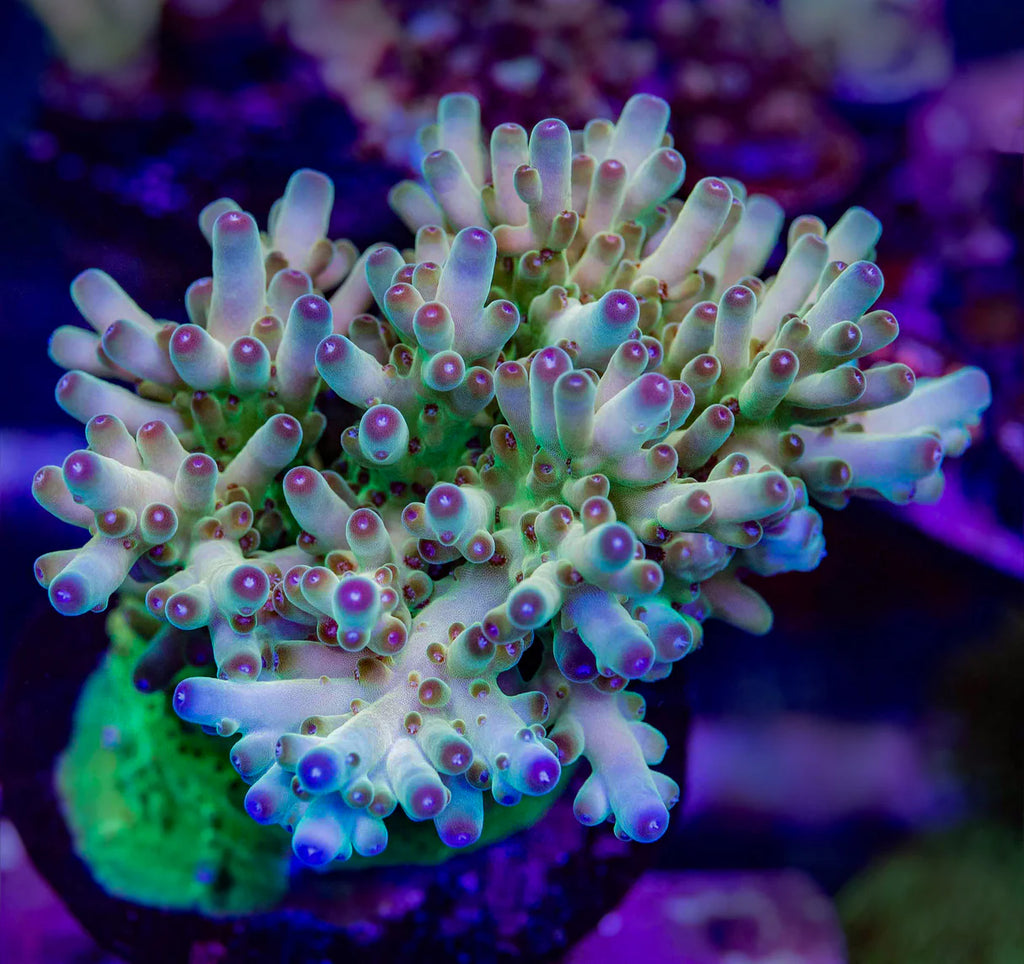 TSA Holy Diver Acropora Sp. Frag A10