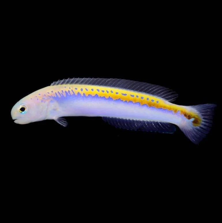 Oreni Tilefish