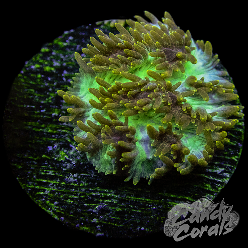 Gamma Knife Hydnophora Frag B53