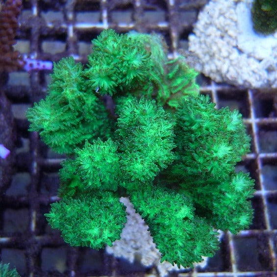 Branching Hydnophora Frag B56