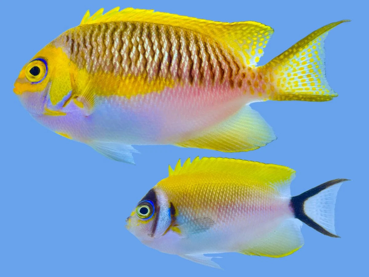 Japanese Swallowtail Angelfish Pair