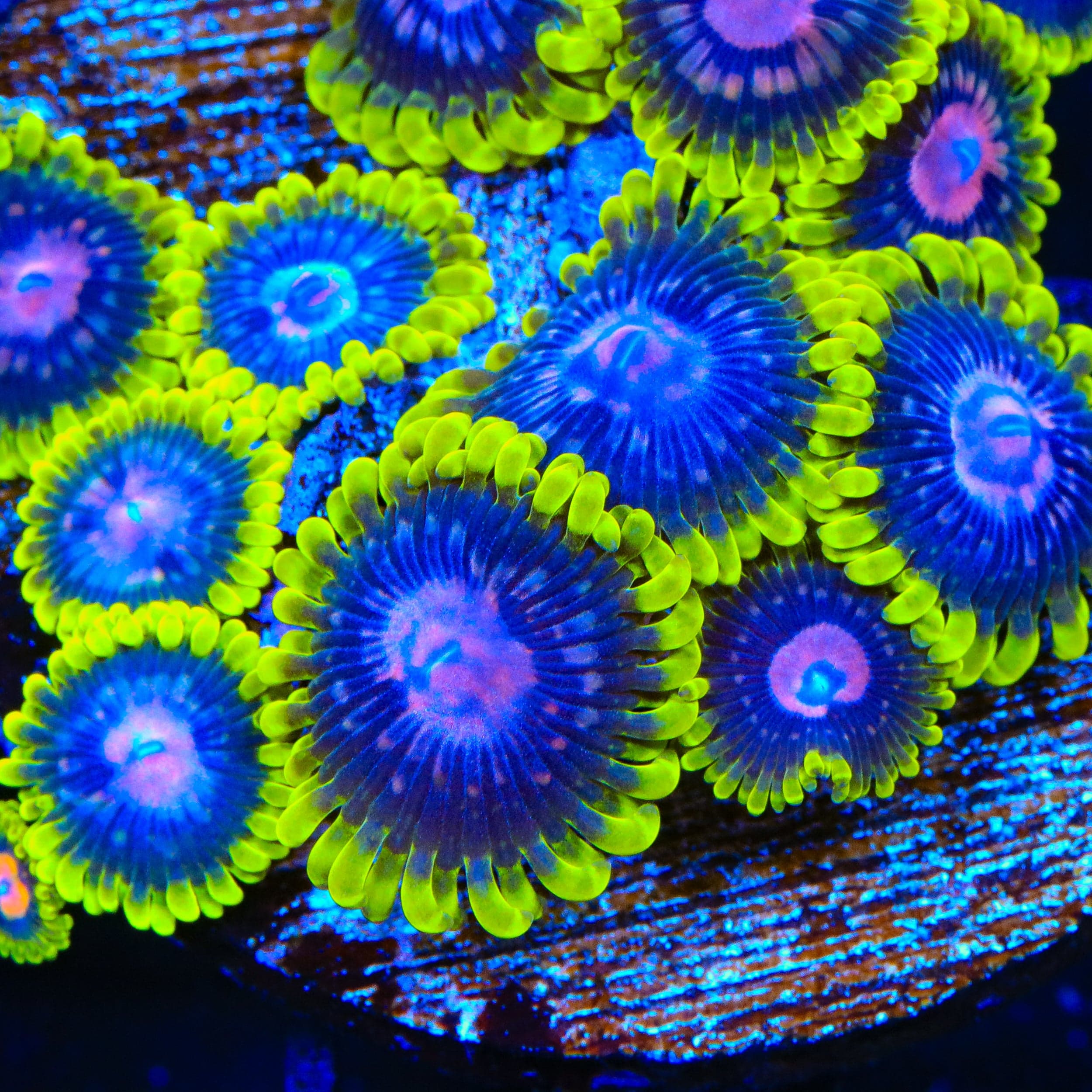 Scarlet Fever Zoa Per Polyp Z32