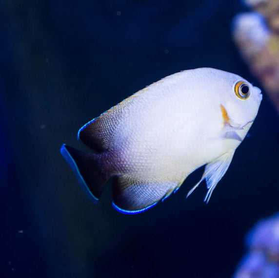 Captive Bred Half Black Angel