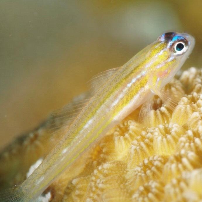 Peppermint Goby