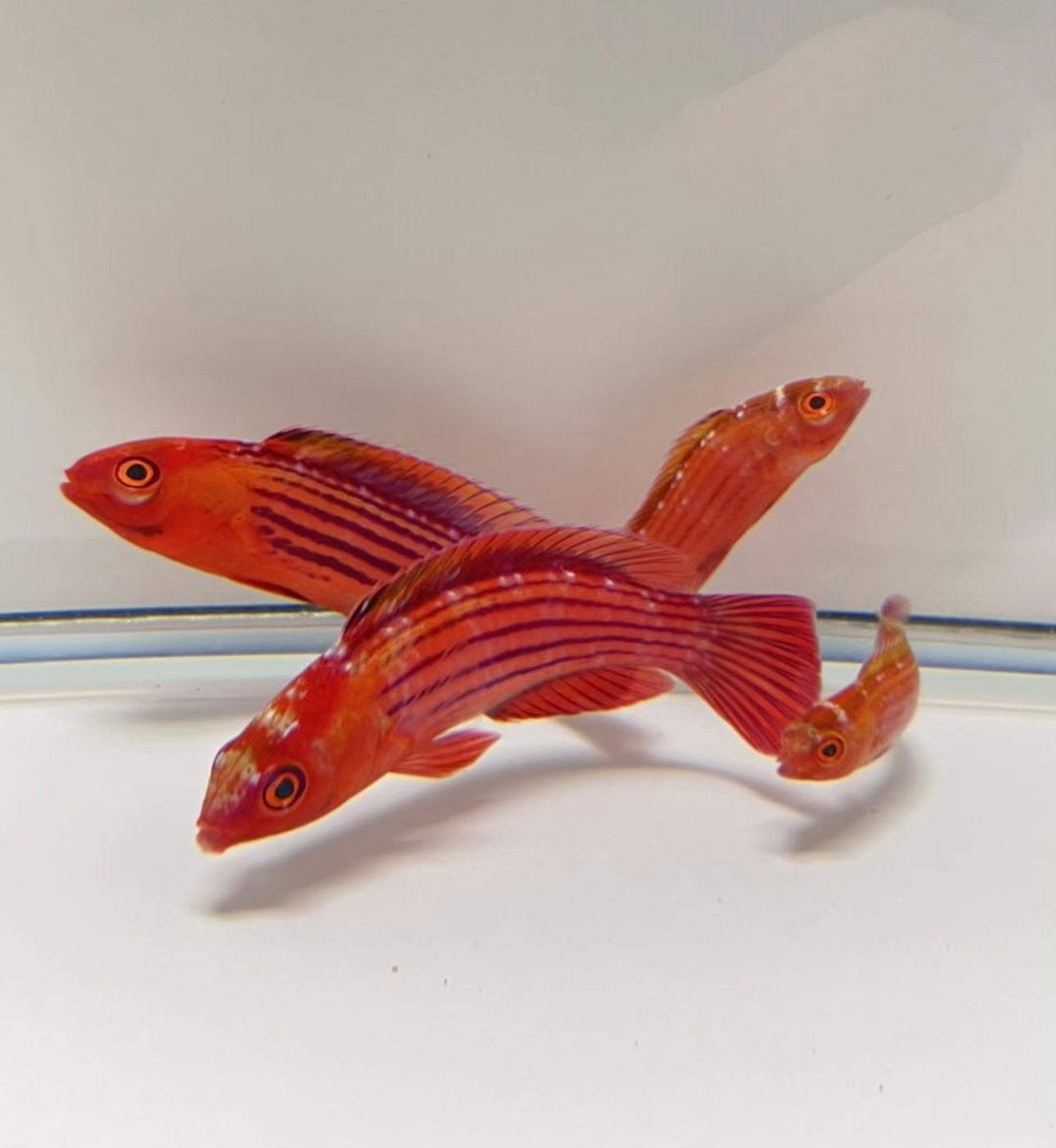 Earle's Fairy Wrasse