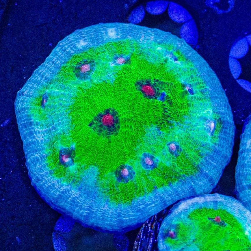 Avatar Chalice Frag C9