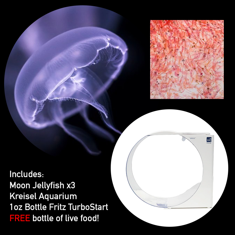 Jellyfish Bundle