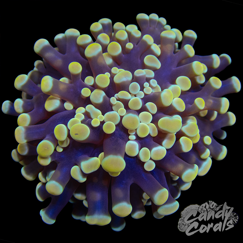 Kingspawn WYSIWYG 3
