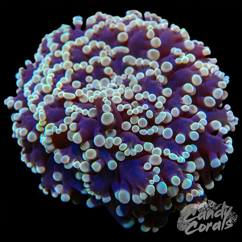 Frosted Pebble Kingspawn Frags
