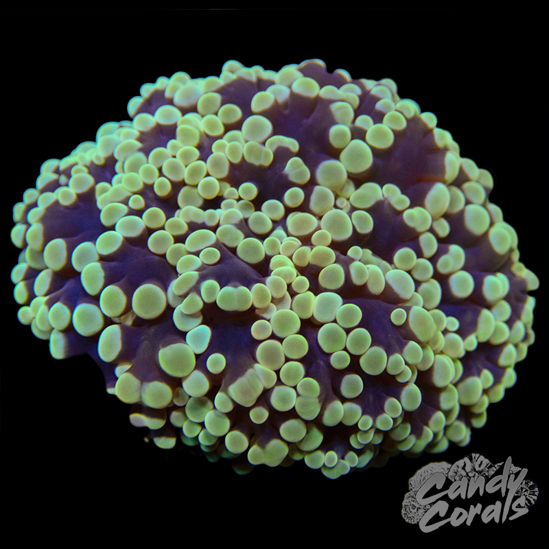 Yellow Kingspawn Frags