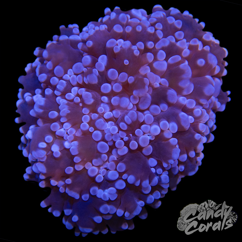Purple Kingspawn Frags