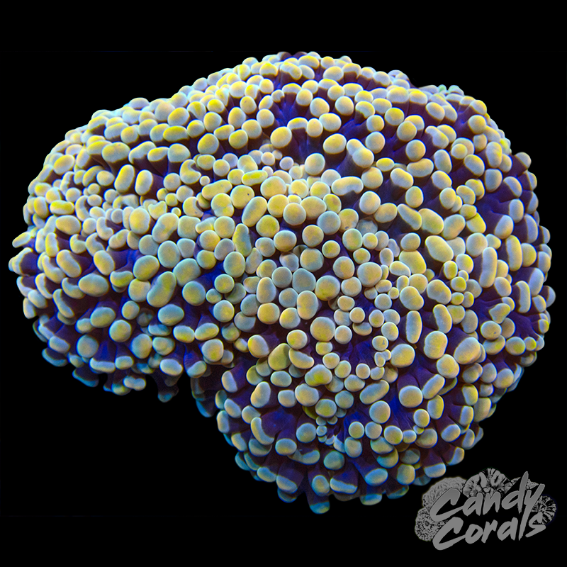 Rainbow Kingspawn WYSIWYG 2