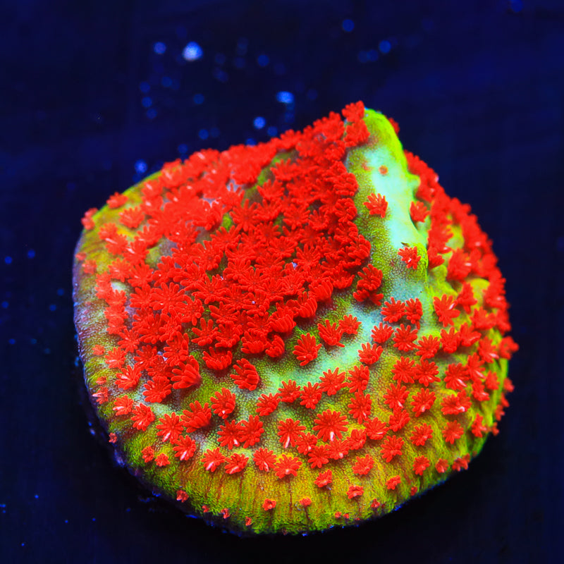 Chili Pepper Montipora Frag M16