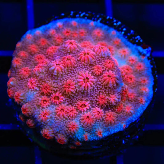 Red Brick Cyphastrea Frag