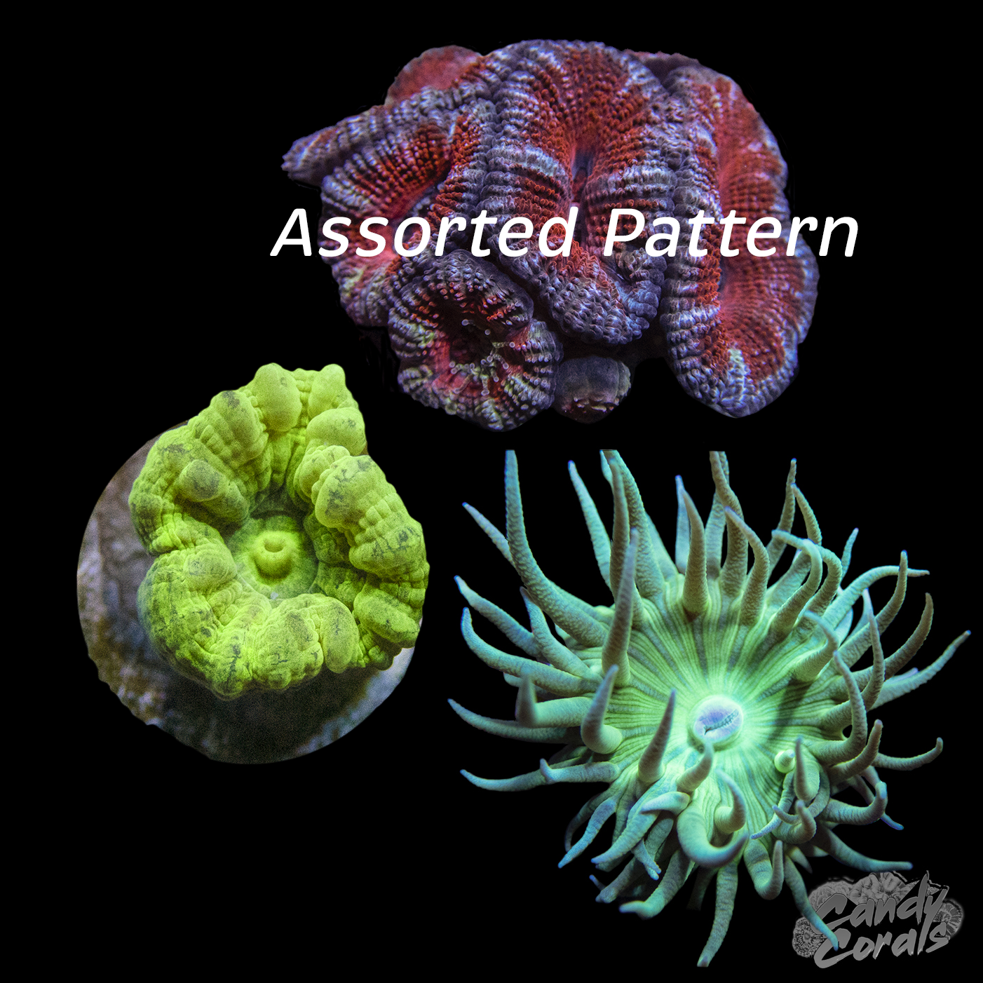 LPS Coral Favourites Frag Pack